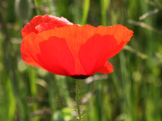 Klatschmohn-27.jpg